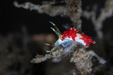 Nudibranch Red Facelina. Underwater macro photography from Tulamben, Bali,  Indonesia