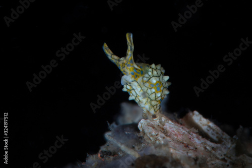 Sea Slug  Oxynoe kylei. Underwater macro photography from Tulamben, Bali,  Indonesia