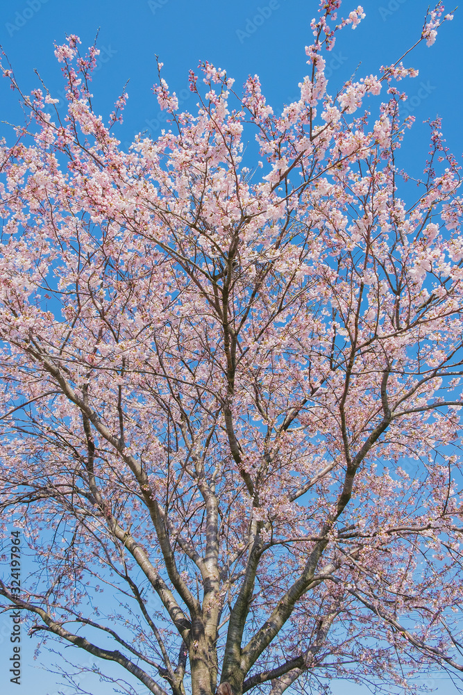 桜の木