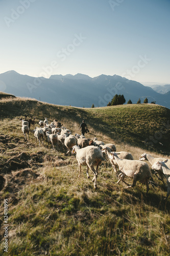 Troupeau de brebis qui suit son berger photo