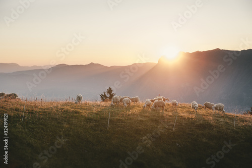 Brebis en alpage au coucher du soleil