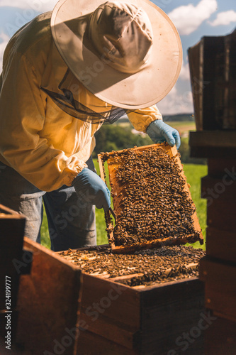 A beekeeper checking his beehive photo