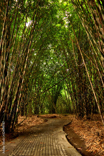 View of the bamboo forest in Bali