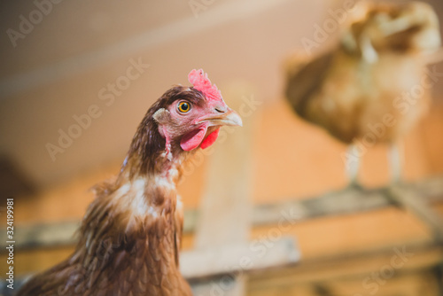 Poule pondeuse dans poulailler photo