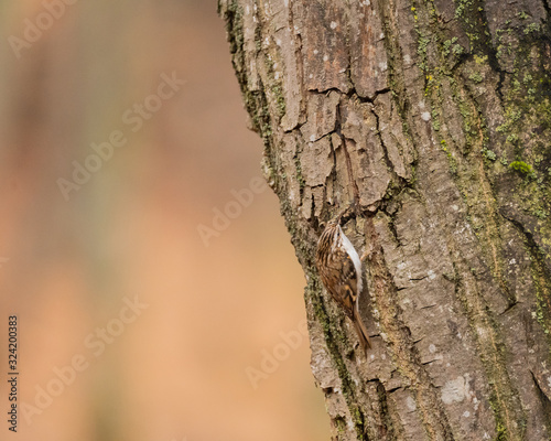 Certhia familiaris, the Eurasian treecreeper or common treecreeper on a bark of a tree