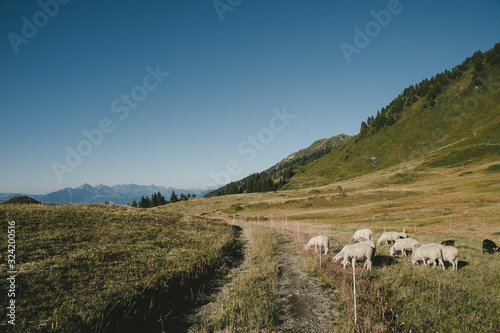 Brebis en estive dans les Alpes