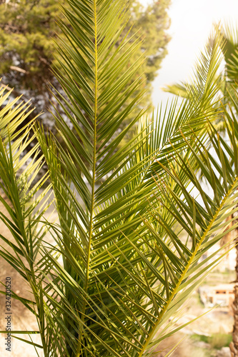 Tropical palm branch on a background of blue sky  natural background. Tropical background.