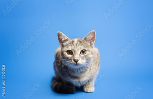 Cute tabby cat is looking curiously at the camera on a blue background. Beautiful funny kitten. Breaking the fourth wall. Curiosity and attentiveness, playful kitty. Portrait, sitting posing.