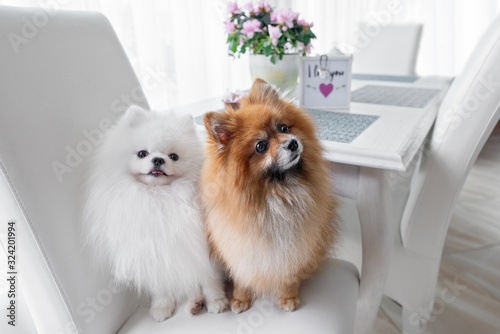 Canvas Print two pomeranian spitz dogs sitting on a chair by the kitchen table