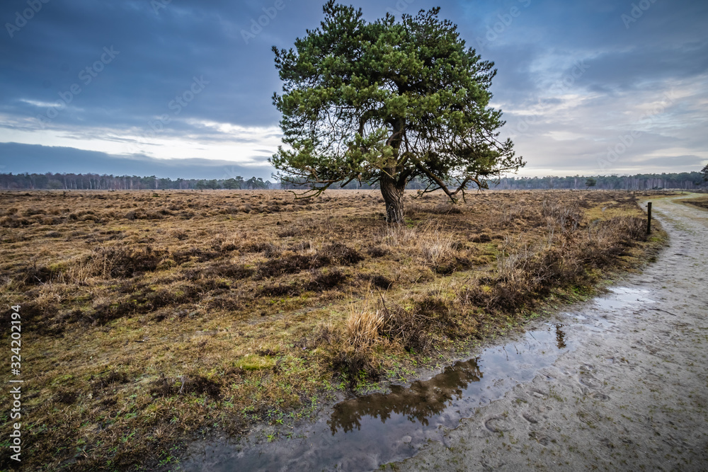 Fototapeta premium An old tree in the middle of the heath on a rainy winter day in the Veluwe nature park in the Netherlands