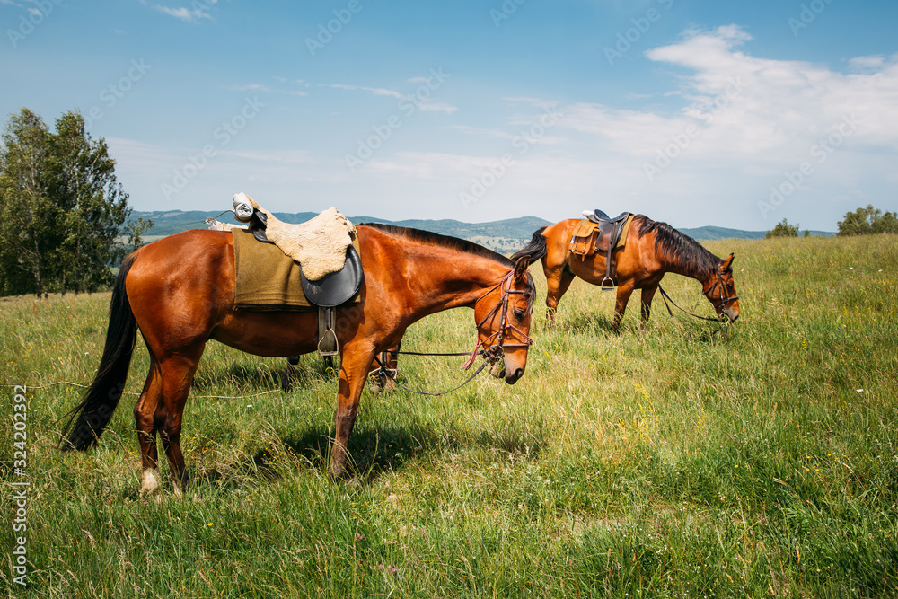 Beautiful horses on a meadow resting after a long trip. Beautiful horses on a meadow resting after a long trip.