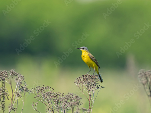 The western yellow wagtail (Motacilla flava) is a small passerine in the wagtail family Motacillidae.