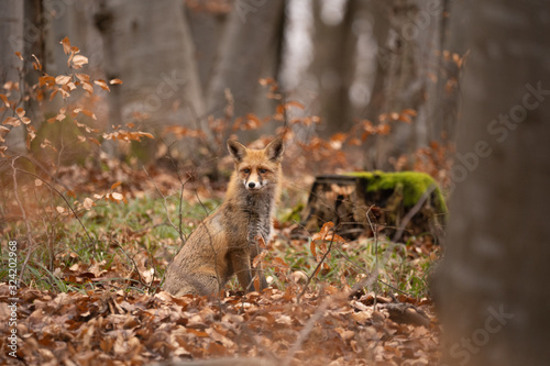 European red fox (Vulpes vulpes) in the forest