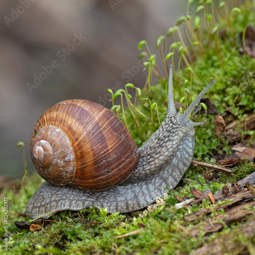  Helix pomatia, common names of the Roman snail, Burgundy snail, edible snail or escargot, is a species of the Helicidae family. Helix pomatia mollusk in nature.