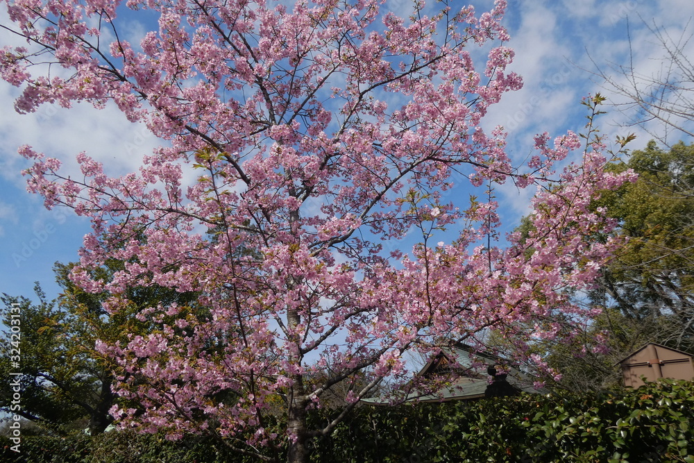 Cherry Blossom Japan Cherry Blossom Japan