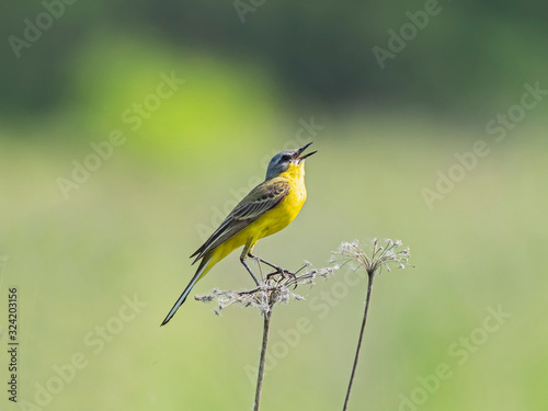 The western yellow wagtail (Motacilla flava) is a small passerine in the wagtail family Motacillidae. photo