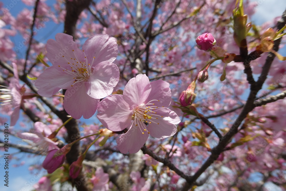 Obraz premium Cherry Blossom Japan