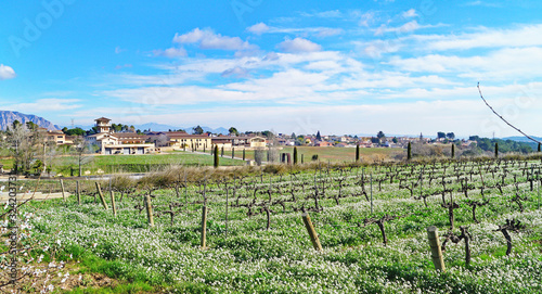 Campos y viñedos en Masquefa, Barcelona, Anoia, Catalunya, Spain, Europe