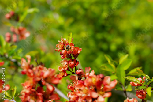 Nature floral background. Flowering quince. Bumblebee on a flower. Flowers of Japanese pear. Live wall of flowers in a spring garden. Red quince flowers close-up.