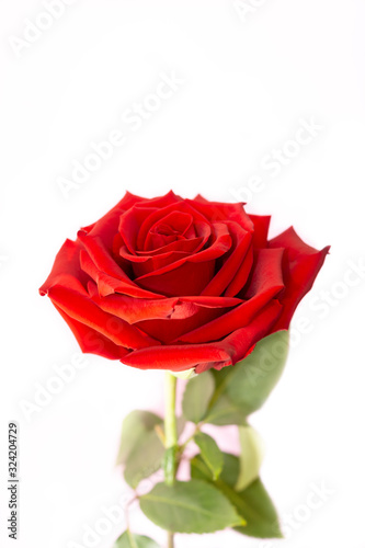 One red rose flower on white  vertical