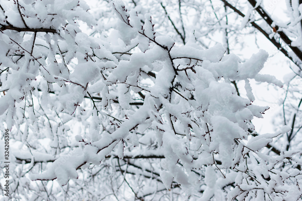 Tree branches in the snow in winter against the background of the serogoneb. Snowfall in cold winter. Tree branches in the snow in winter against the background of the serogoneb. Snowfall in cold winter.