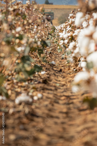 Cotton plants ready to be harvested in a field in Komotini, Greece