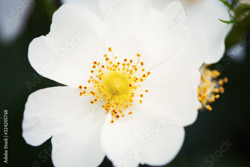 Close up. White flowers blooming in the garden at springtime