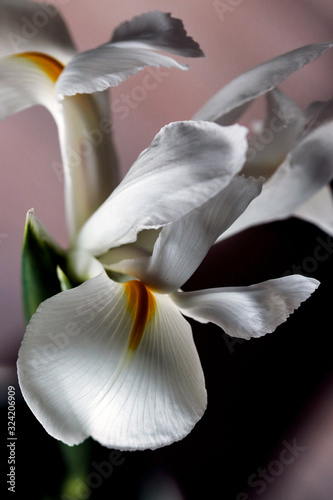 Fototapeta Naklejka Na Ścianę i Meble -  Detailed artistic macro closeup inflorescence of gorgeous blooming white Iris flower and stem.