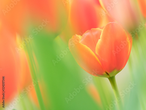チューリップ tulip 2