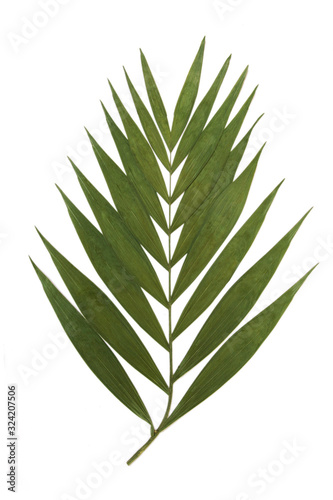Dry decoration palm tropical leaf on a white