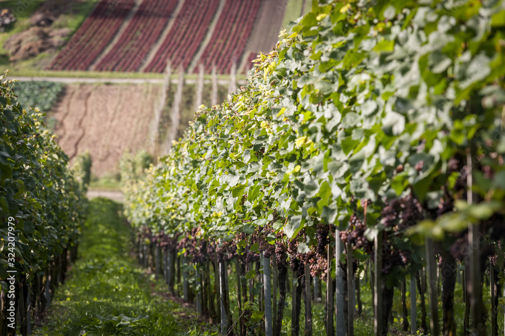 Fototapeta premium Blick den Weinberg hinunter mit Feld im Hintergrund