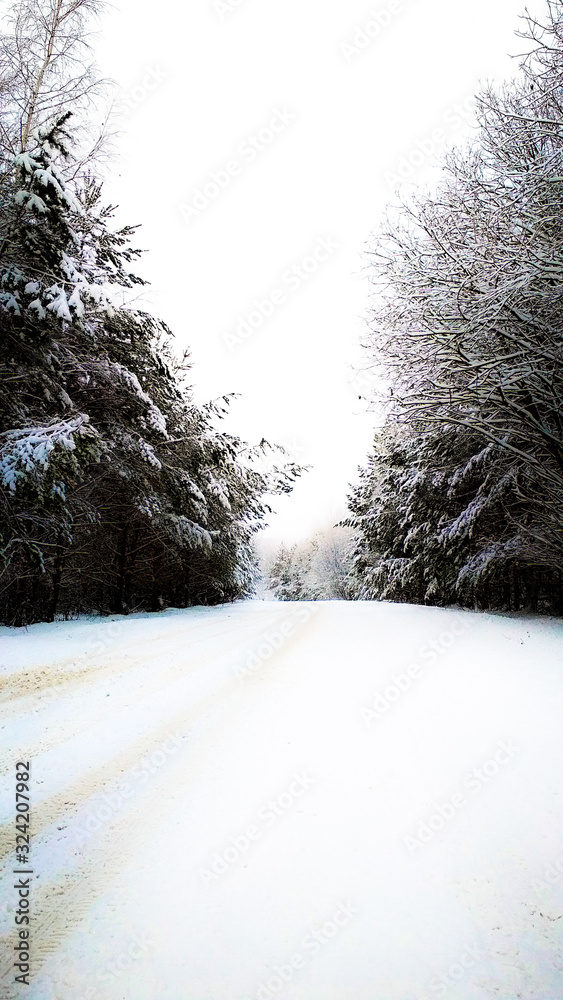 Obraz premium tree in snow