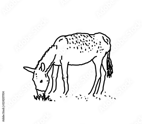 Donkey on a white background. Silhouette. Vector illustration.