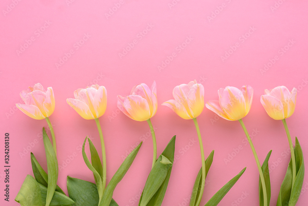top view pink tulips in row on pink background