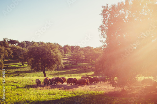 pigs in glassland at sunset, Extremadura, Spain photo