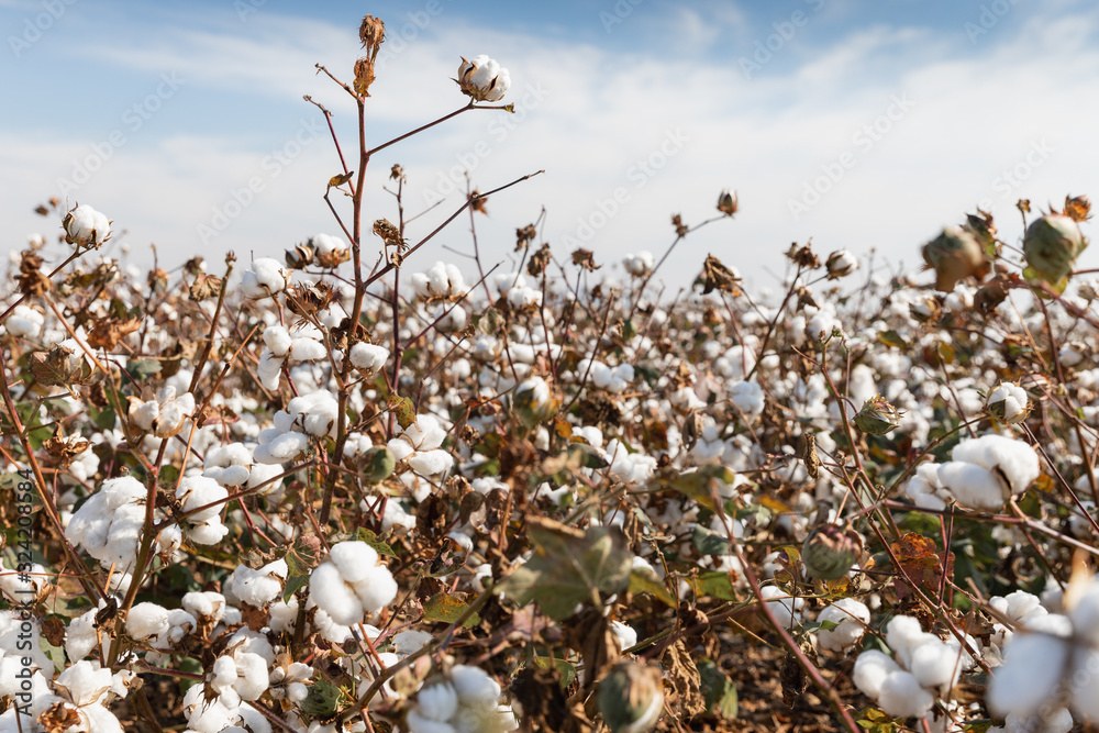 Cotton plants ready for harvesting in a field in Komotini, Greece Cotton plants ready for harvesting in a field in Komotini, Greece
