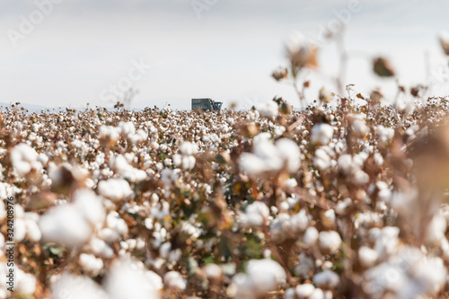 Cotton picker harvesting a field in Komotini, Greece photo