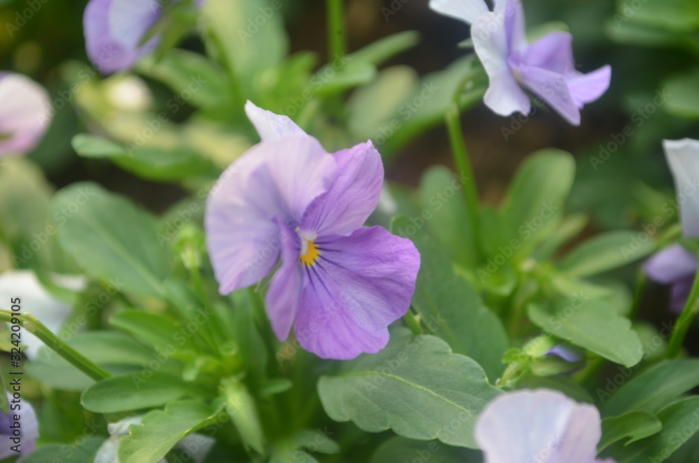 Beautiful Natural Fresh Flower in Garden. Beautiful Natural Fresh Flower in Garden.