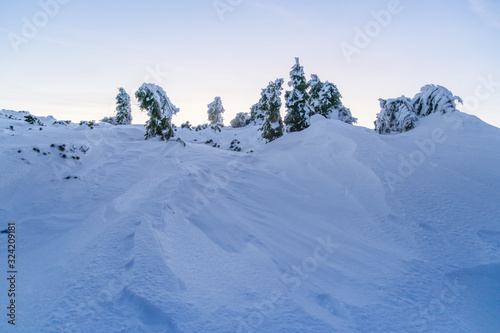 Landscape of Vladeasa mountain peak covered in snow with iced spruce trees © andrei