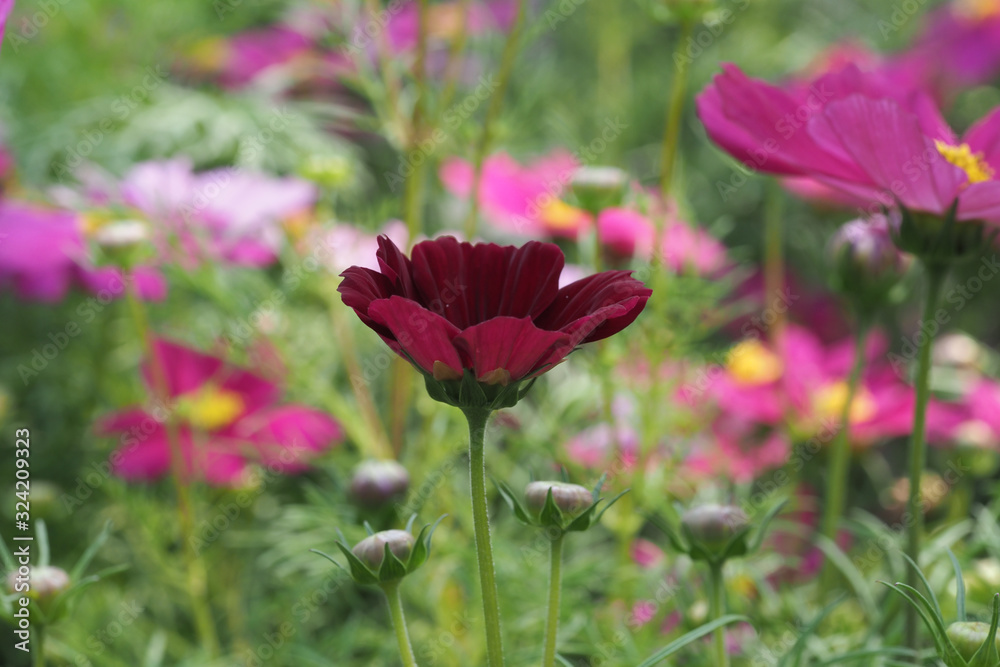 Beautiful Natural Fresh Flower in Garden. Beautiful Natural Fresh Flower in Garden.