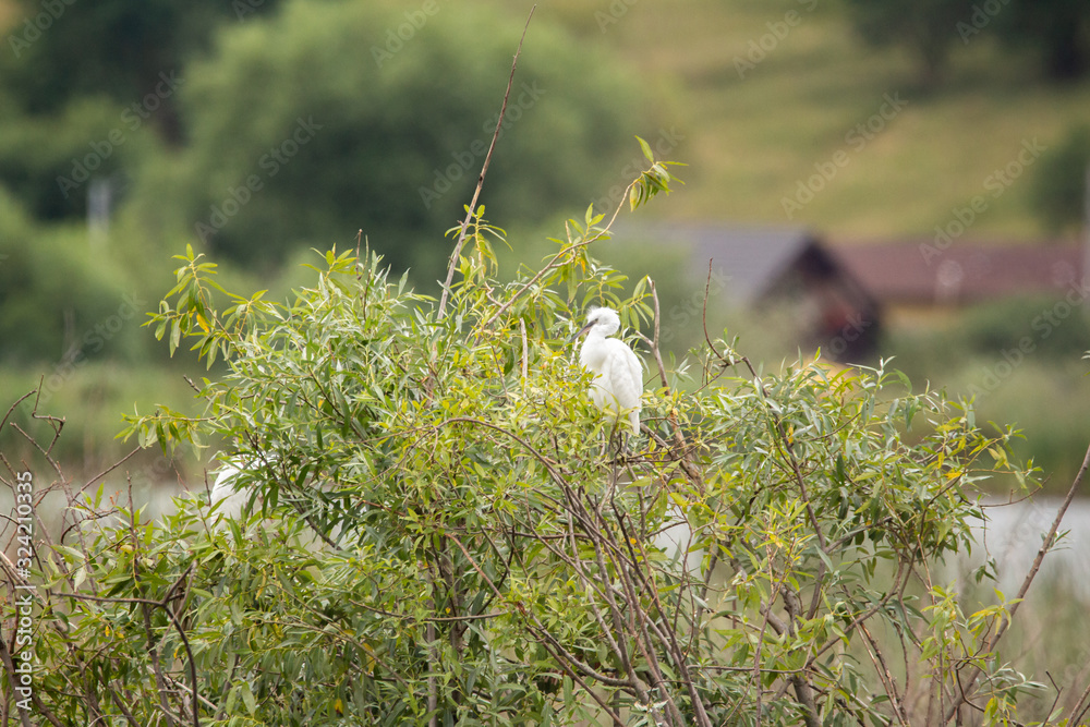 Φωτογραφία The little egret is a species of small heron in the family Ardeidae