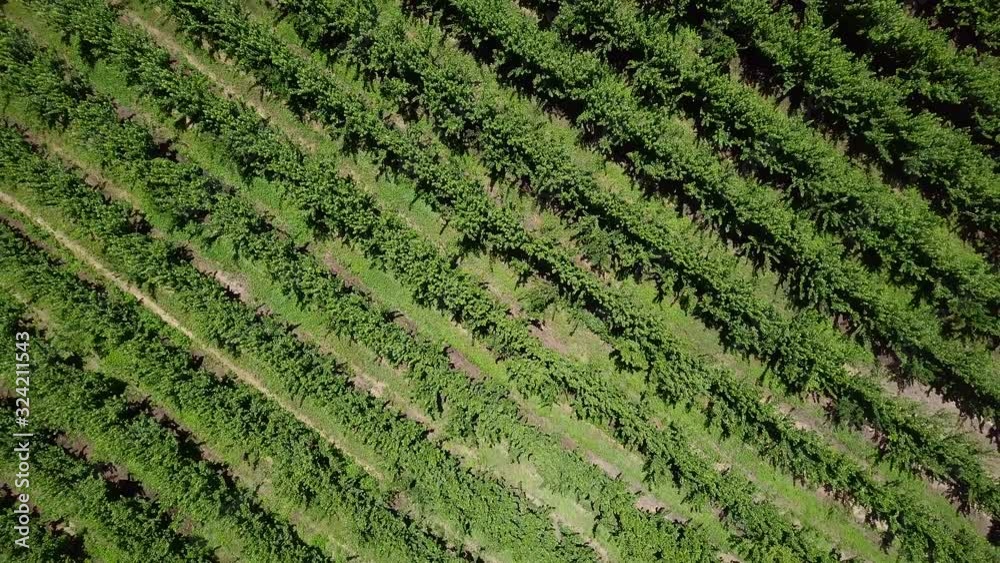 Aerial pullout directly above rows of grapevines growing in a vineyard. Aerial pullout directly above rows of grapevines growing in a vineyard.