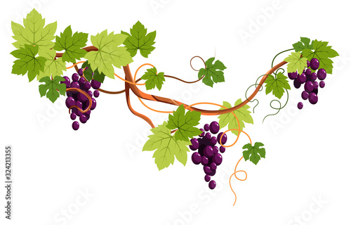 Vine branch, grapes plantation isolated icon, winemaking