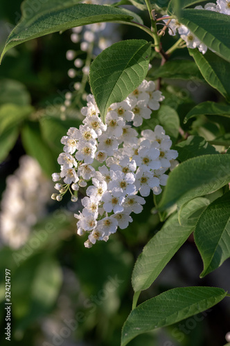 Prunus padus white flowering bird cherry hackberry tree, hagberry mayday tree in bloom, ornamental park flowers on branches photo