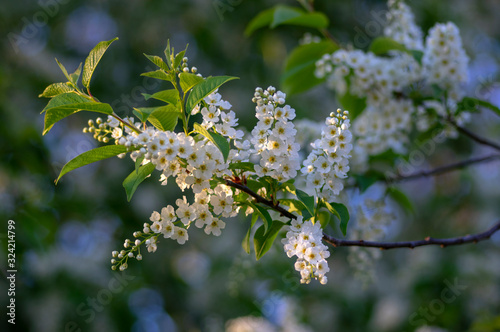 Prunus padus white flowering bird cherry hackberry tree, hagberry mayday tree in bloom, ornamental park flowers on branches