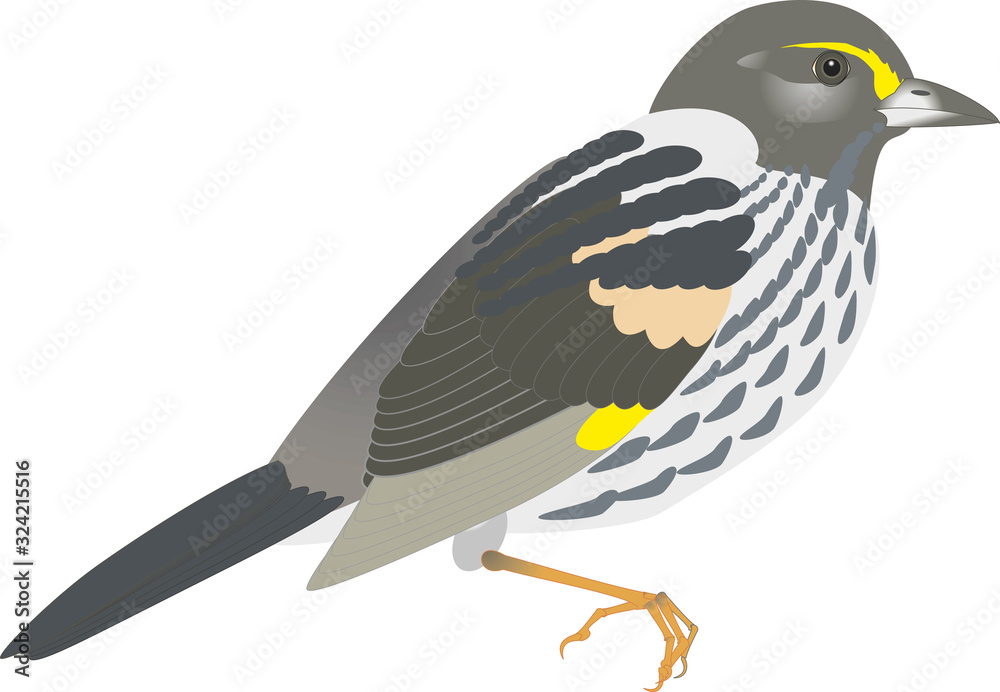 bird, grey parrot, Psittacus erithacus, Psittacus, vector drawing bird, grey parrot, Psittacus erithacus, Psittacus, vector drawing