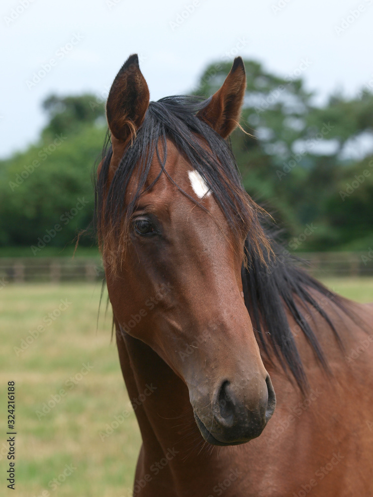 Obraz premium Headshot of a Young Horse