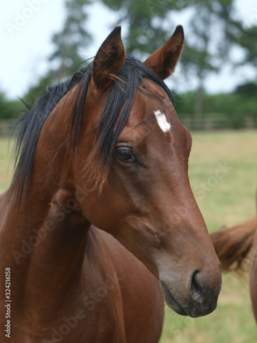 Headshot of a Young Horse