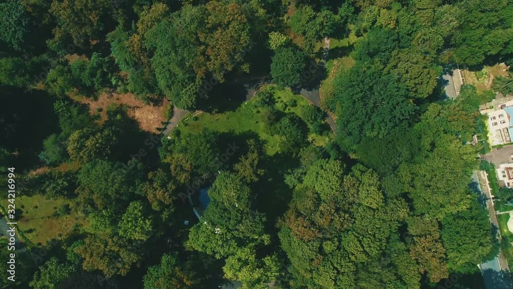 Early autumn in forest with green coniferous and slightly yellow deciduous trees. Early autumn in forest with green coniferous and slightly yellow deciduous trees.