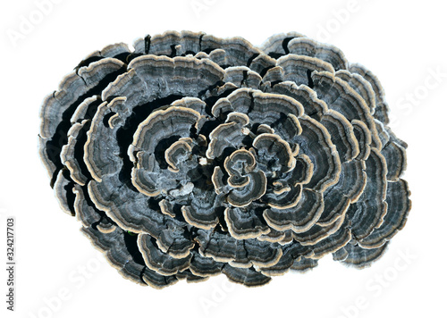 Tableau sur toile Mushrooms tinder (Trametes versicolor) 7